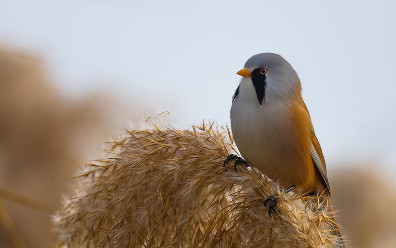Bearded Reedling